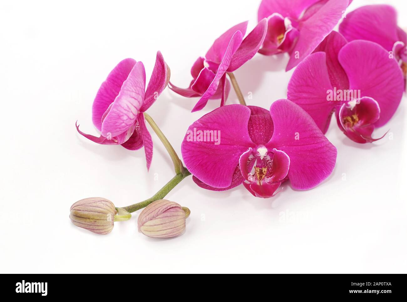 Orchidee auf weißem Hintergrund Stockfoto