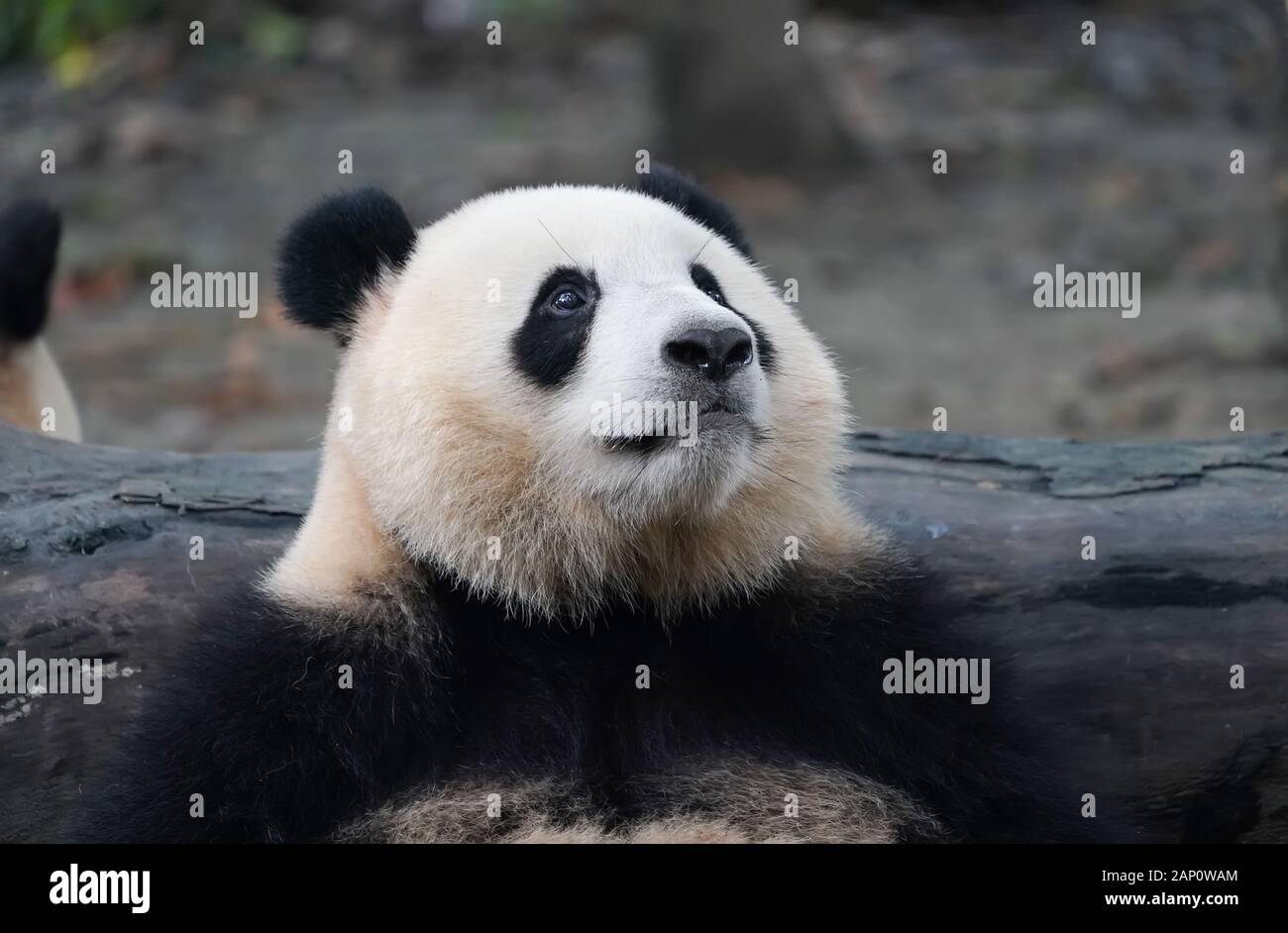 Panda essen Bambus, wilde Tiere. Stockfoto