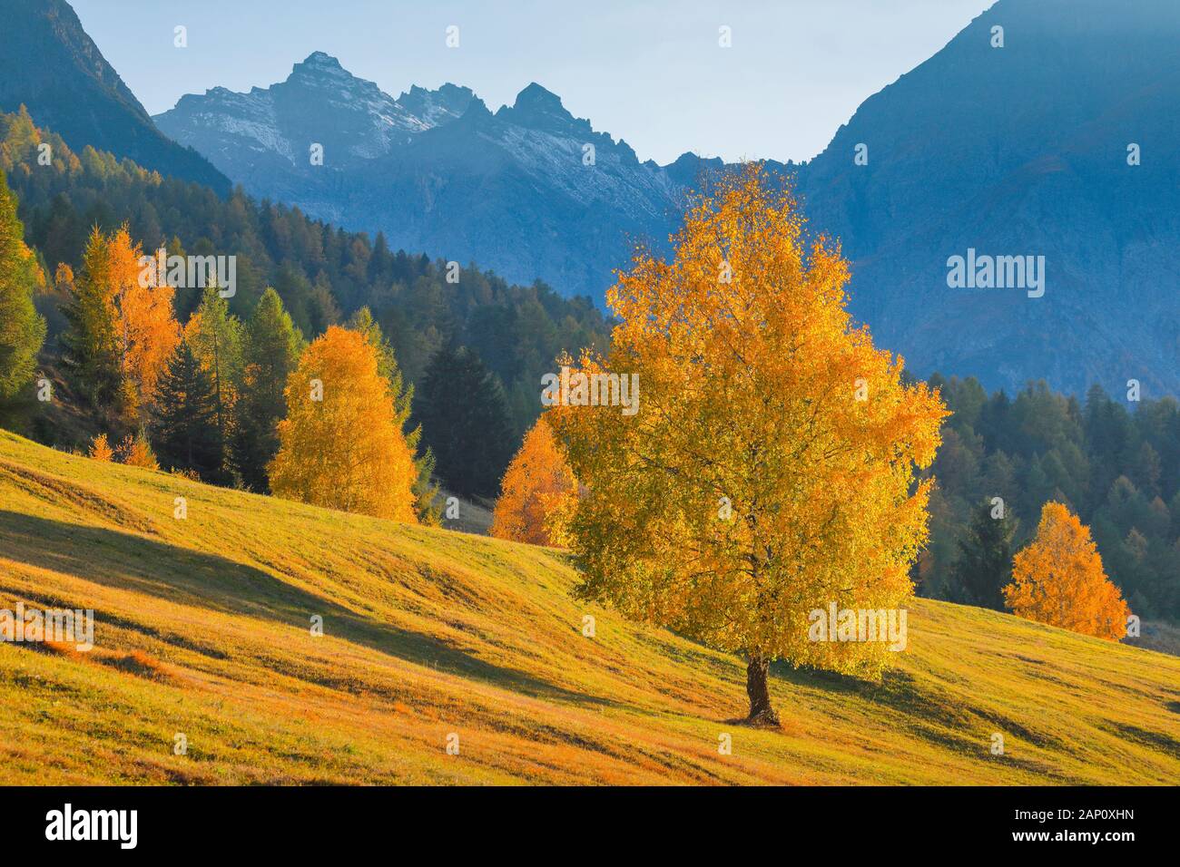 Birke im Herbst mit Piz Nair im Hintergrund. Unterengadin, Schweiz Stockfoto