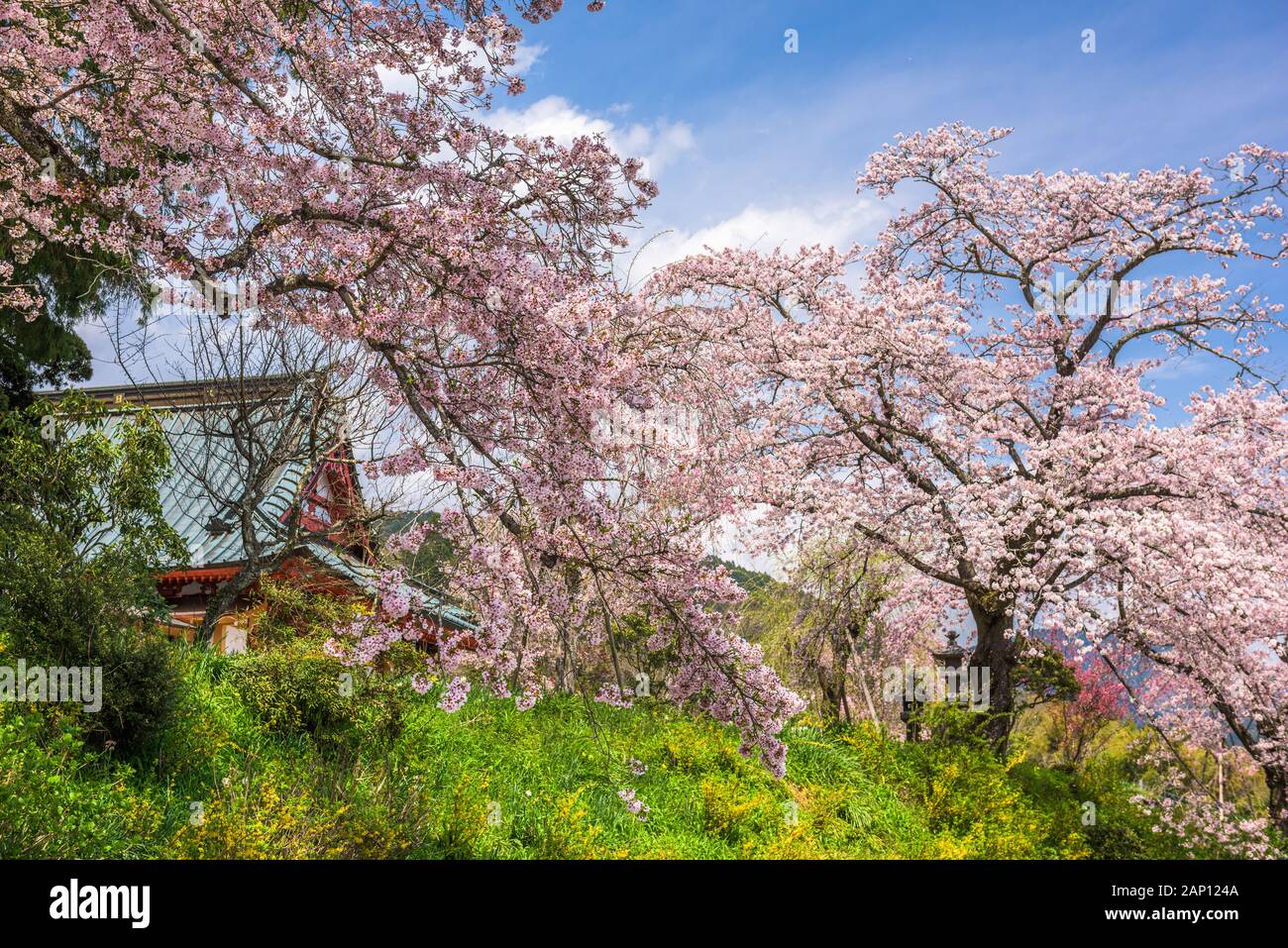 Kotokuji Tempel in ländlichen Shizuoka, Japan im Frühling Saison. Stockfoto