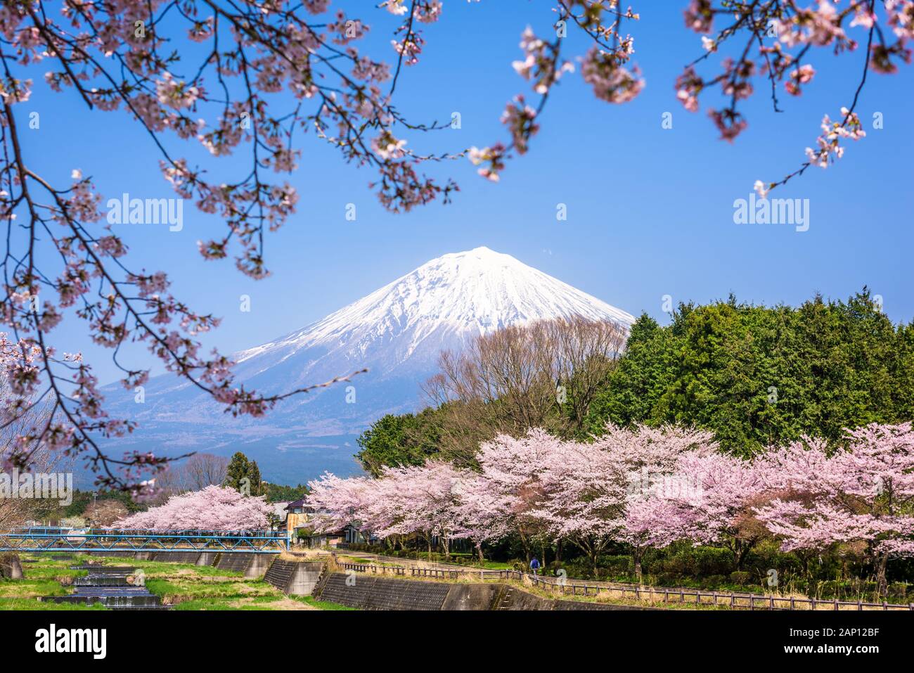 Mt. Fuji gesehen aus ländlichen Präfektur Shizuoka im Frühjahr Saison. Stockfoto