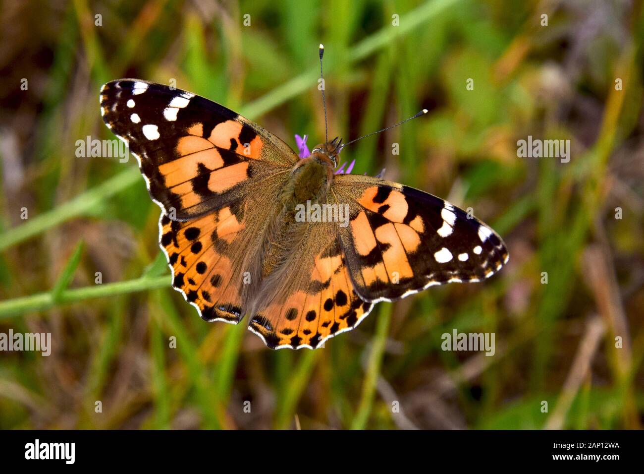 Painted Lady, Thistle Butterfly (Vanessa cardui, Cynthia cardui). Schmetterling, der ein Sonnenbad nimmt. Schweden Stockfoto