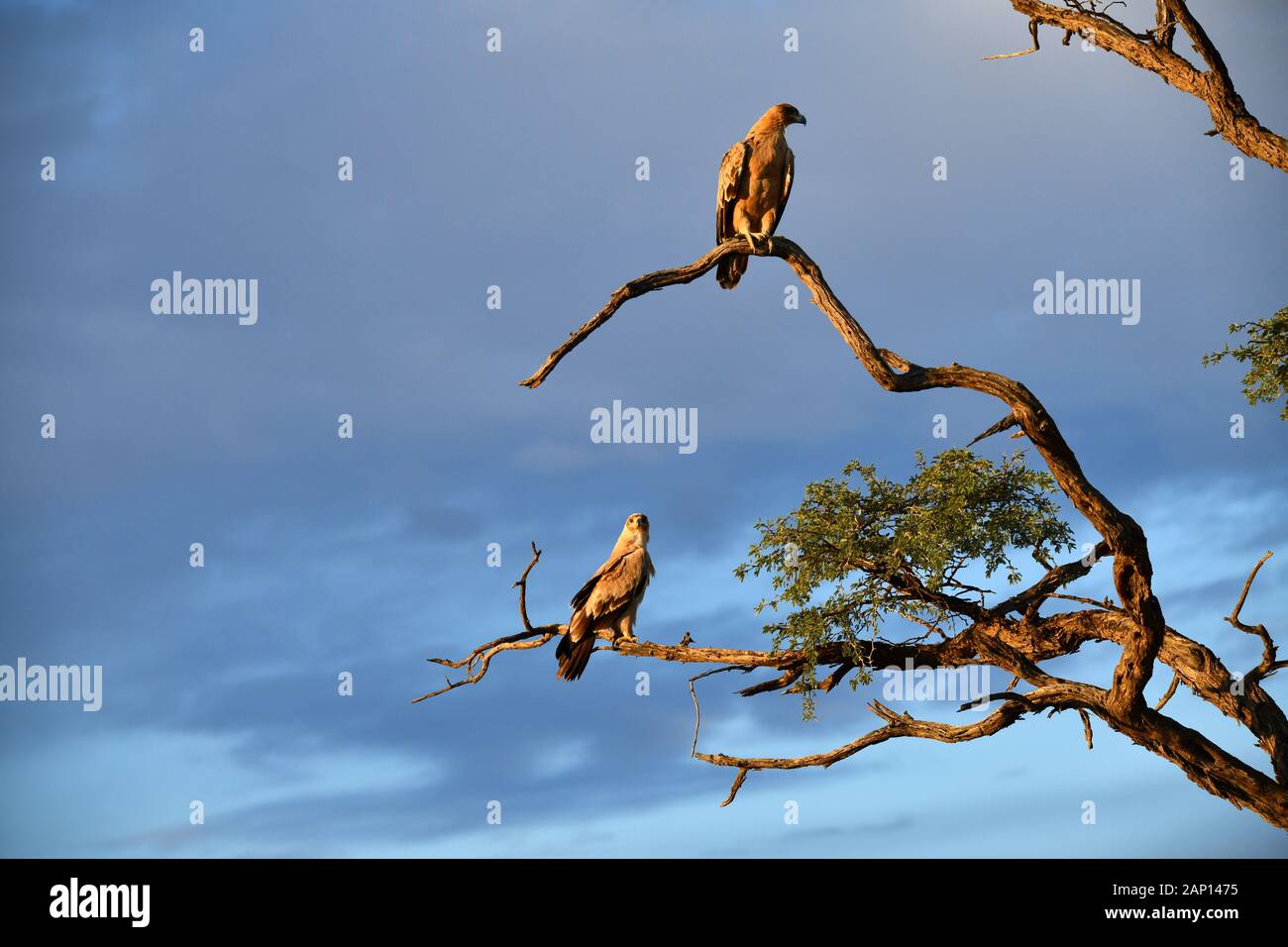 Raubvögel auf einem Baum in der Kgalagadi Transfrontier National Park im Abendlicht, am 02.24. 2019. Der Kgalagadi Transfrontier National Park wurde im Jahr 1999 durch die Zusammenlegung der Südafrikanischen Kalahari-Gemsbok-Nationalpark und der Gemsbok Nationalpark in Botswana und ist eine grenzüberschreitende Naturschutzgebiet in der Kalahari Wüste mit einer Fläche von rund 38.000 Quadratkilometern angelegt. Der Park ist besonders für seine Löwen, die oft dort finden kann, aber auch für zahlreiche andere wilde Tiere, die hier leben, sind bekannt. Foto: Matthias Toedt/dpa-Zentralbild/ZB/Picture Alliance | Verwendung worldwid Stockfoto