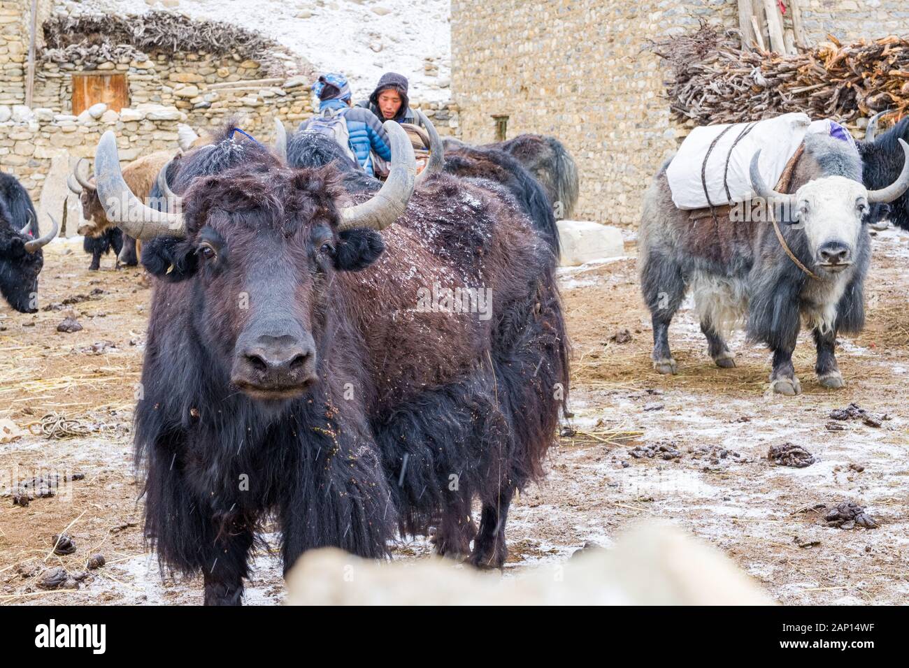 Yaks warten mit Waren im Dorf Dho Tarap in der Region Dolpo Nepal geladen werden Stockfoto