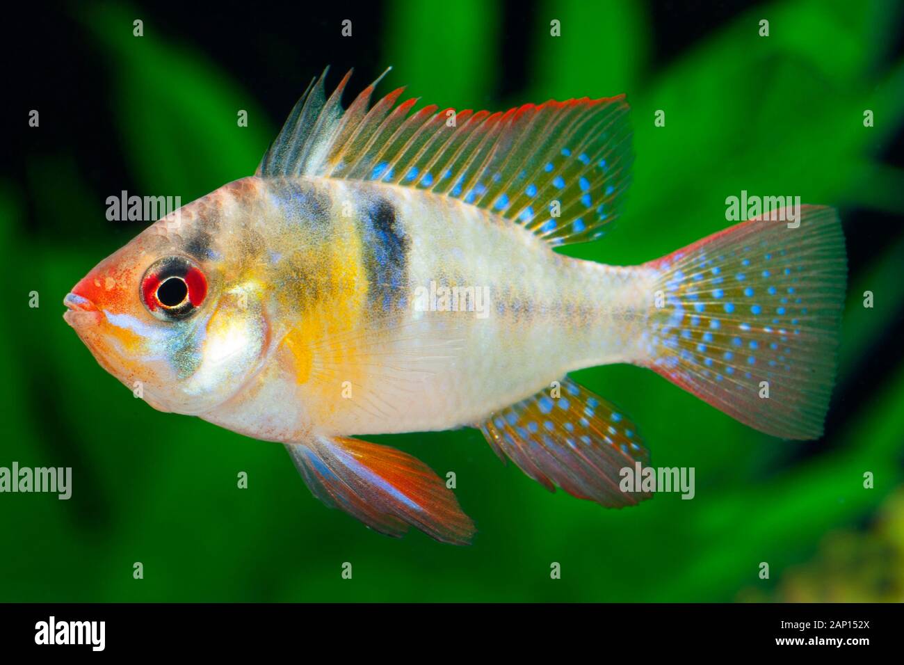 RAM Cichlid (Mikrogeophagus ramirezi). Einzelfisch im Aquarium Stockfoto