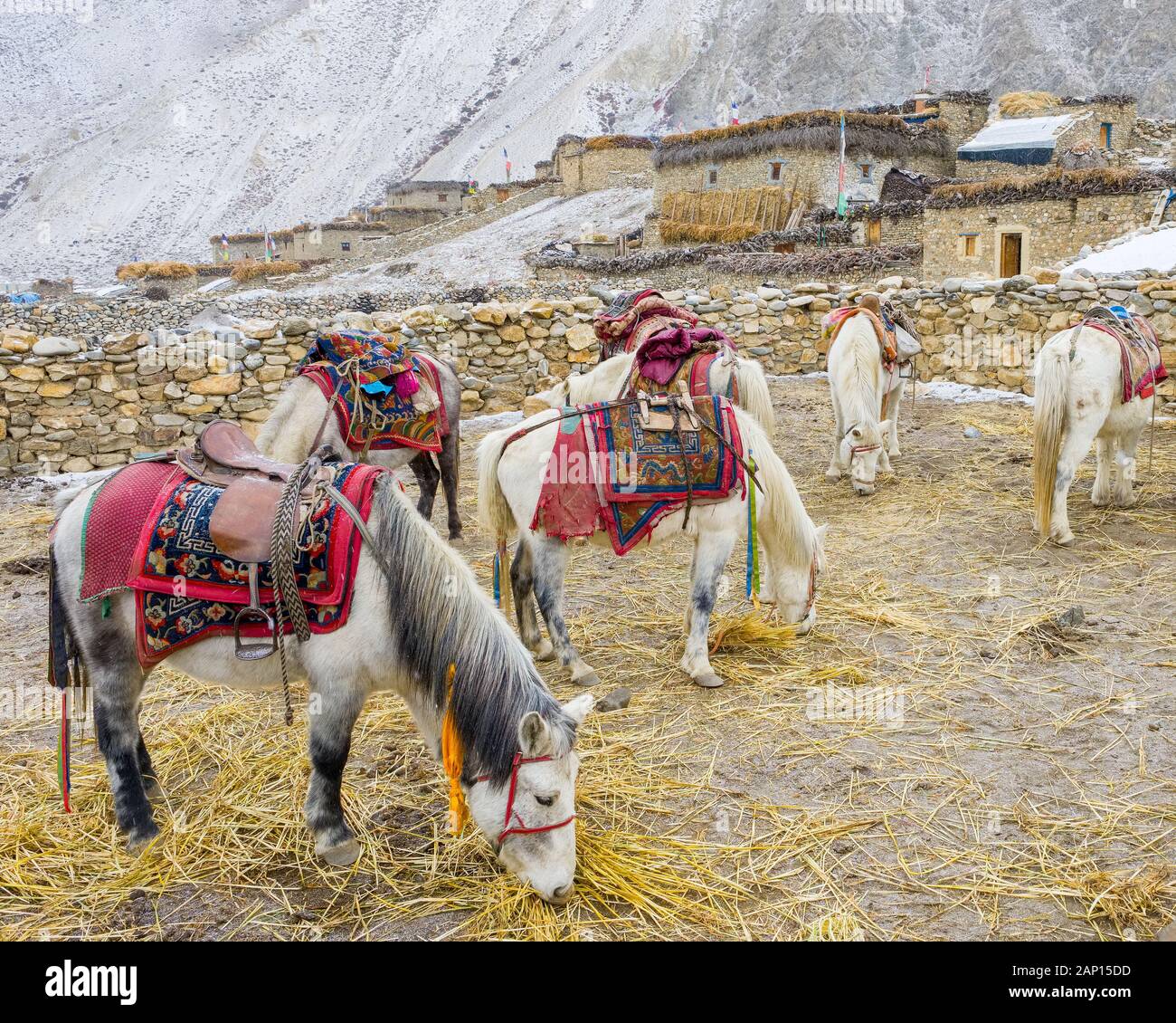 Ponys in ein Gehäuse auf dem Dorf Dho Tarap in der Region des Dolpo Nepal Himalaya Stockfoto