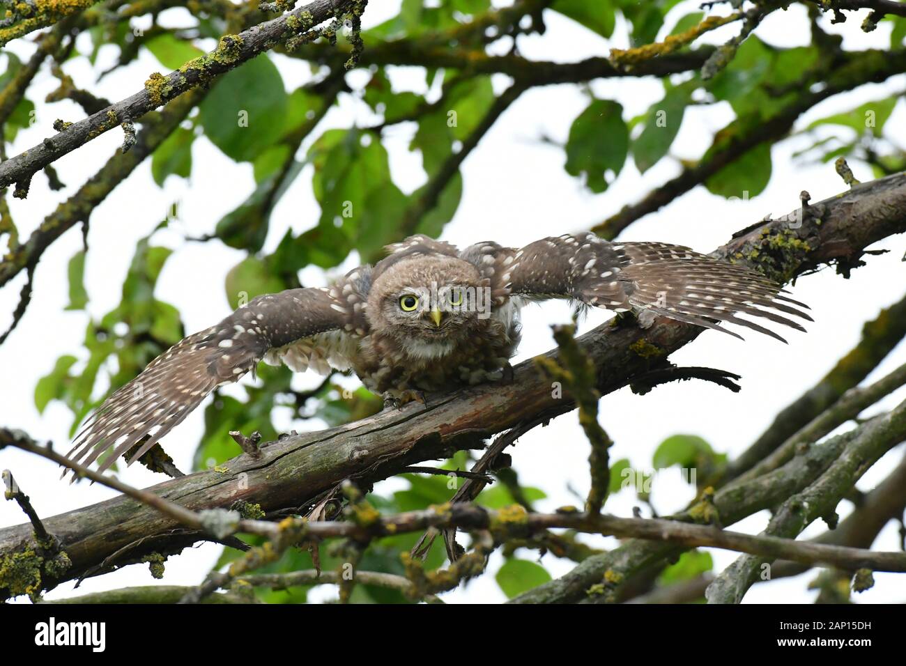 Kleine Eule (Athene noctua). Erwachsene, die bei Regen duschen. Deutschland Stockfoto