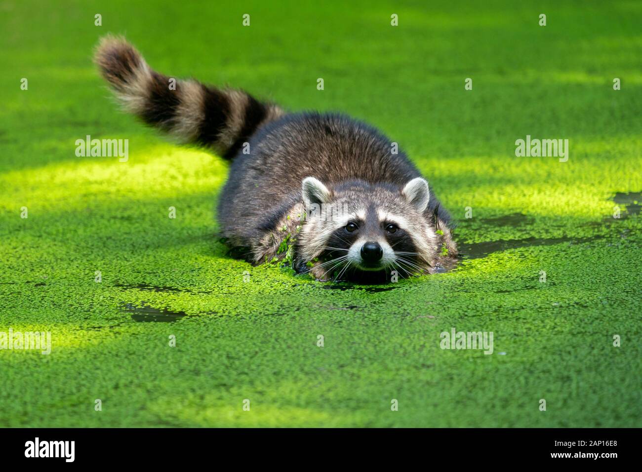Waschbär (Procyon Lotor). Erwachsene in einem Teich mit Duckweed