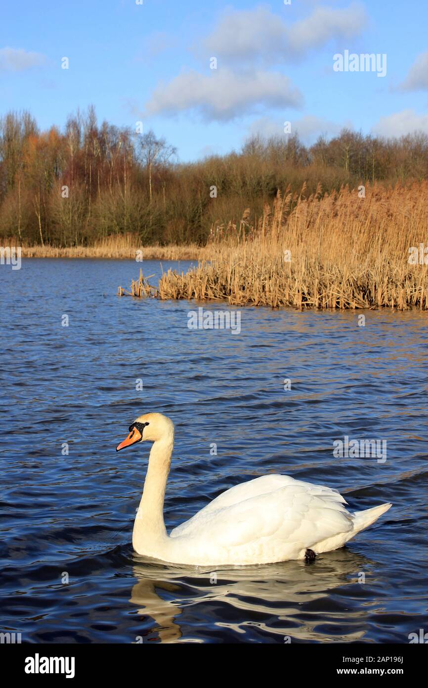Mute swan at Ocker Flash, Wigan Blinkt lokale Naturschutzgebiet, Großbritannien Stockfoto