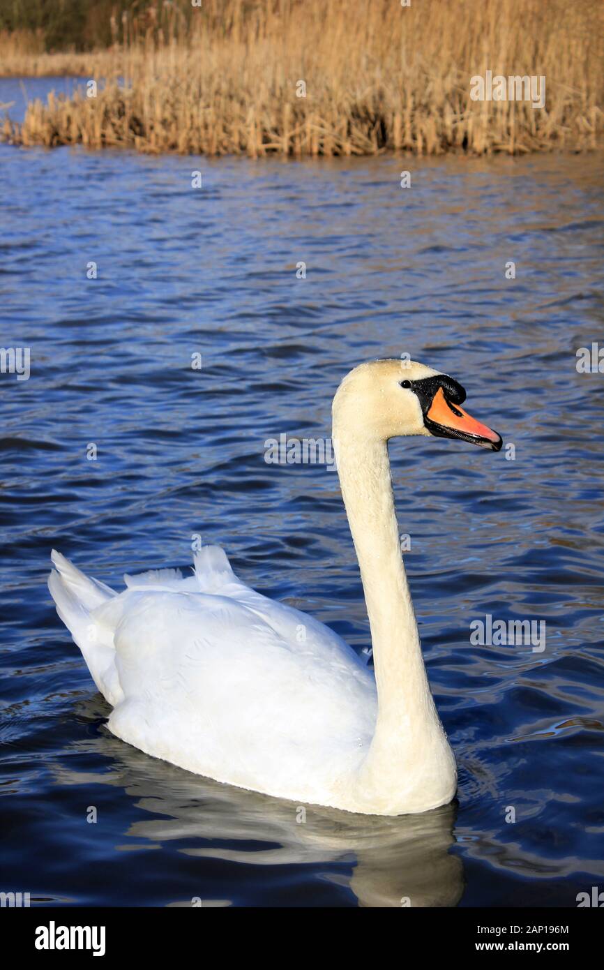 Mute swan at Ocker Flash, Wigan Blinkt lokale Naturschutzgebiet, Großbritannien Stockfoto