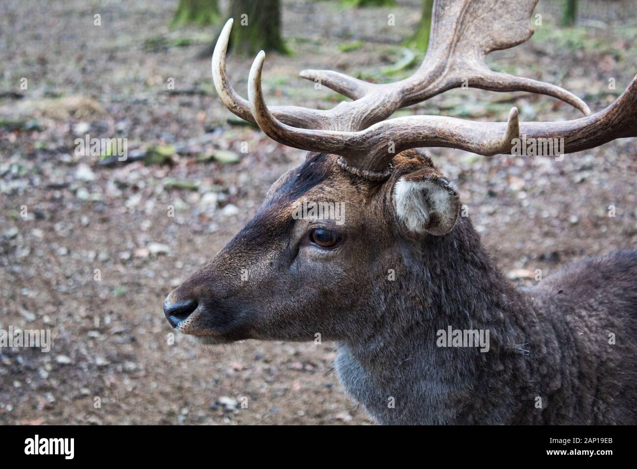 Majestätische Hirsche im Wald mit großen Geweih in die Ferne suchen Stockfoto