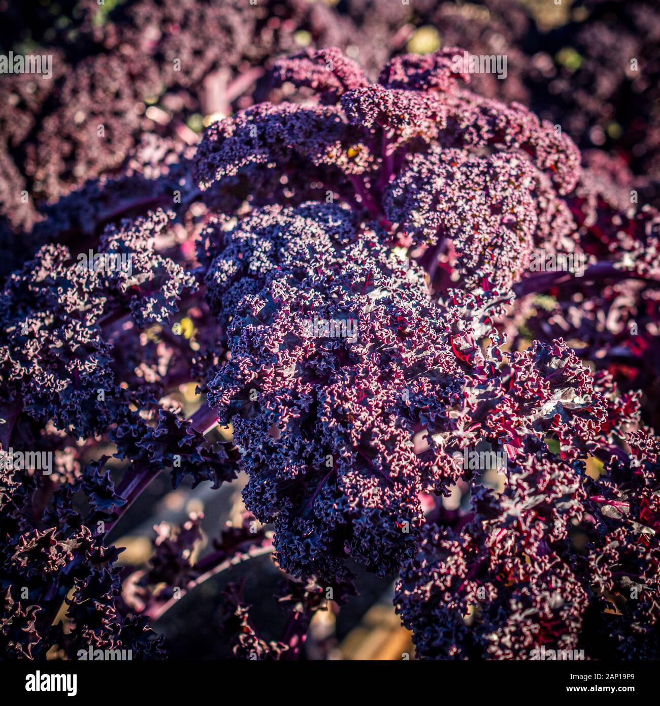 Nahaufnahme von lila Grünkohl Pflanzen im Winter Gemüsegarten. Stockfoto