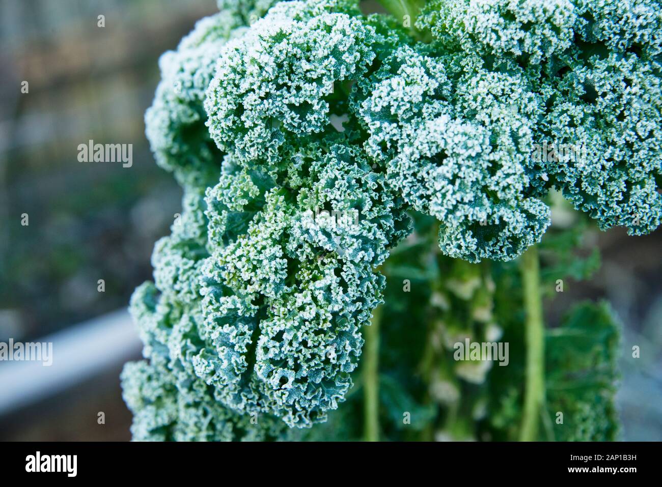 Wintergarten Grünkohl Anlage mit Frost im Winter morgen Licht aufgenommen. Organische Garten Grünkohl angebaut Stockfoto