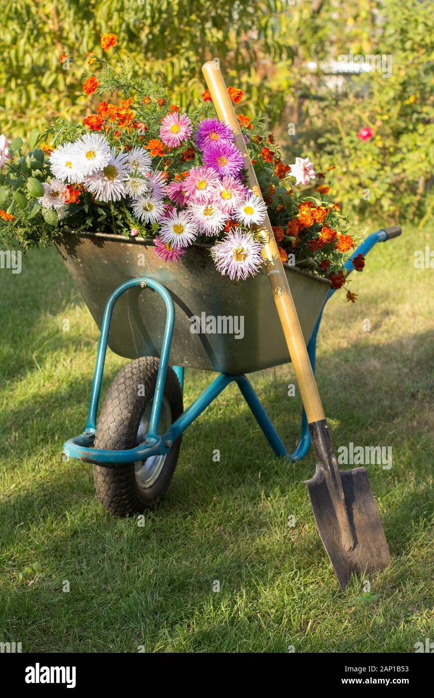 Am Abend nach der Arbeit im Sommer Garten. Schubkarre mit Blumen und
