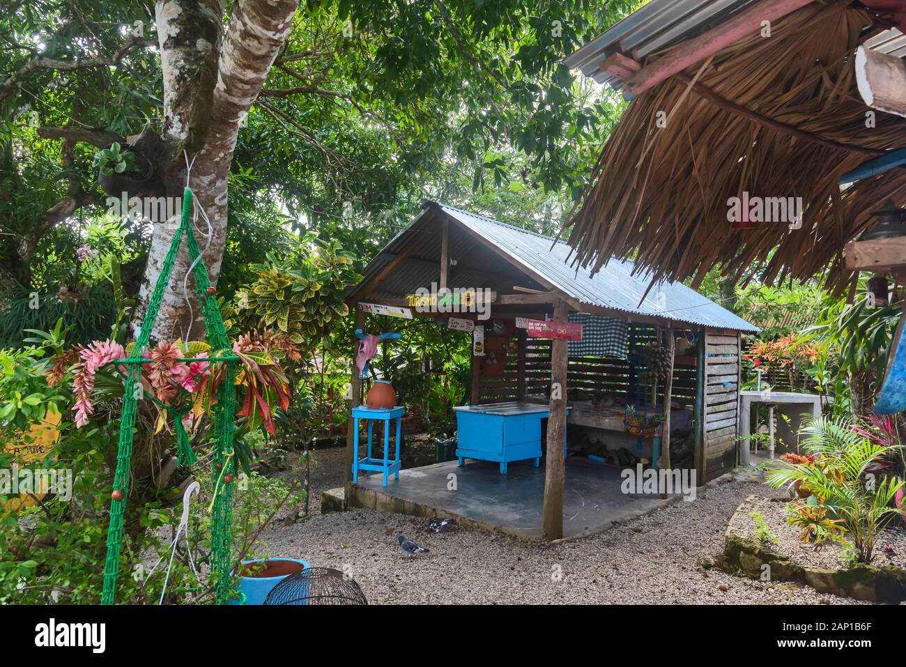 Kaffee und Kakao Farm, Punta Cana, Dominikanische RepublicP Stockfoto