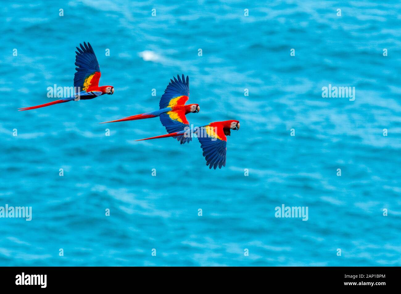 Drei scharlachrote Aras fliegen über den Pazifischen Ozean in Costa Rica Stockfoto