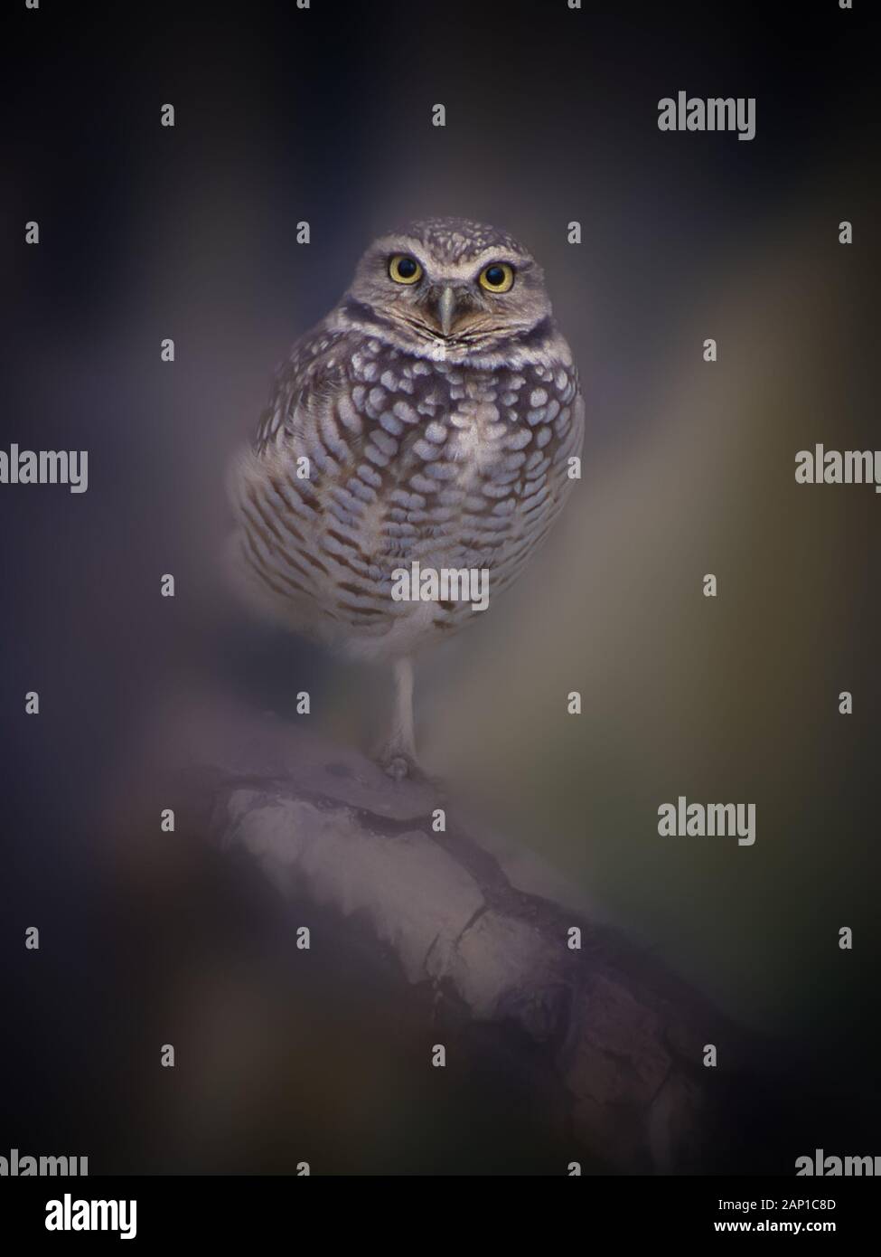 Nahaufnahme des Grabens der Eule auf einem Bein stehen auf Ast in Nebligen Morgen Stockfoto