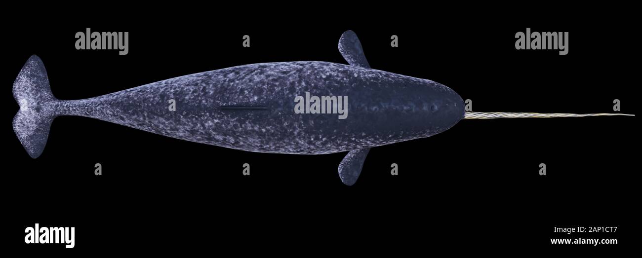 Narwhal, männliche Monodon Camelopardalis, Ansicht von oben auf schwarzem Hintergrund Stockfoto