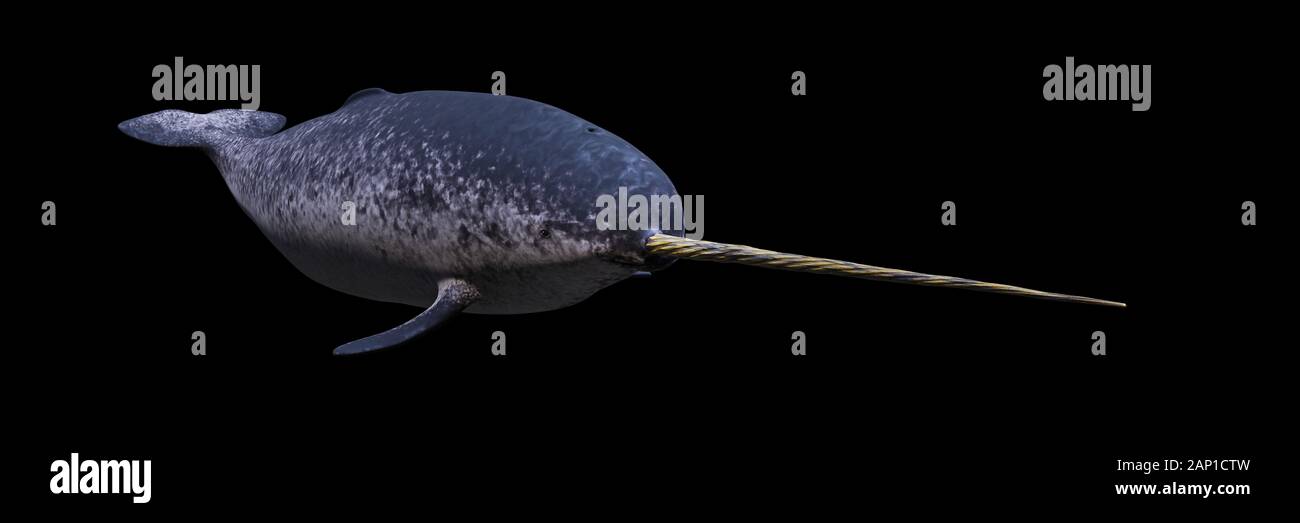 Narwhal, Schwimmen männliche Monodon Camelopardalis auf schwarzem Hintergrund Stockfoto