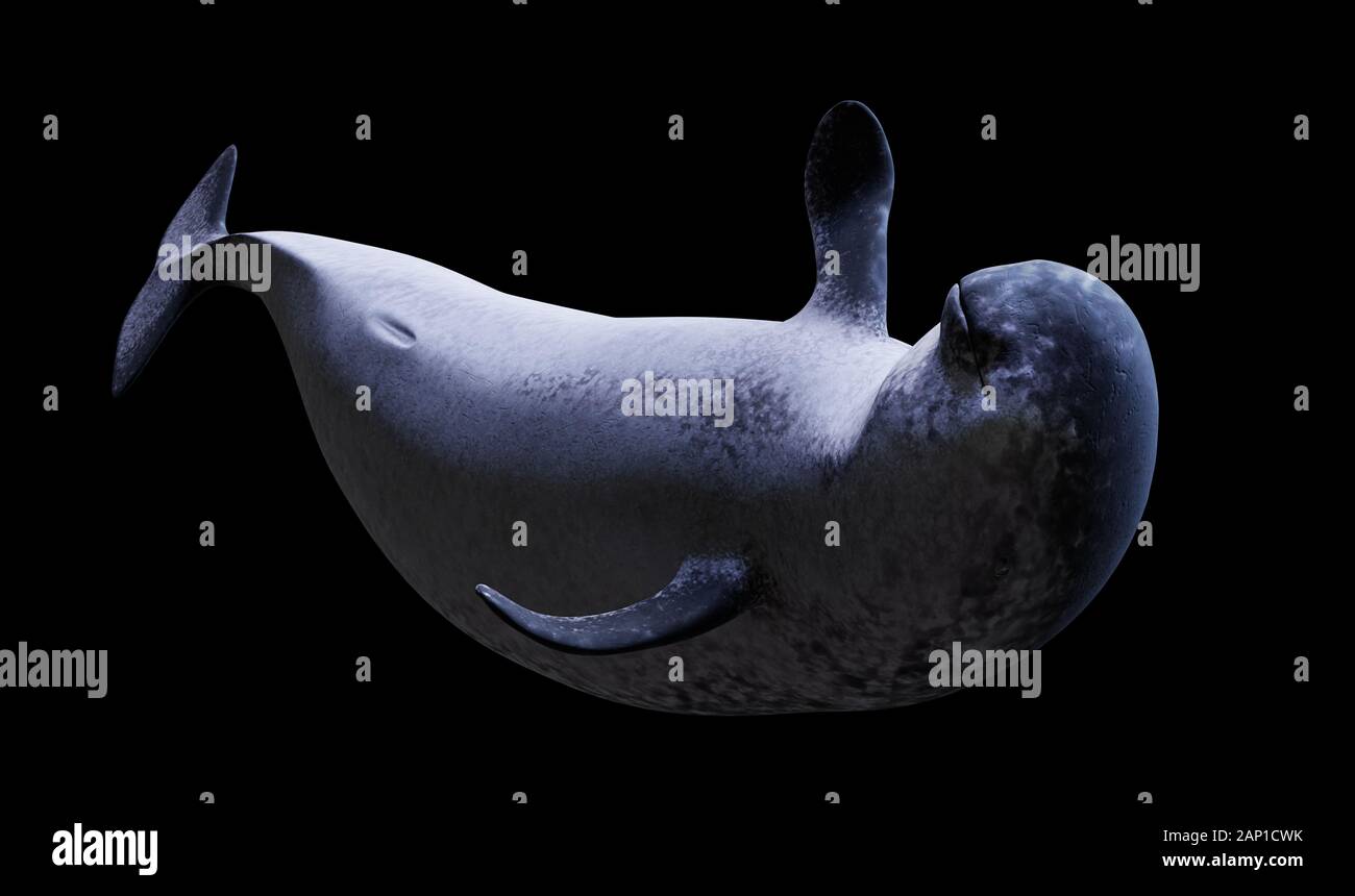 Narwhal, weiblichen Monodon Camelopardalis auf schwarzem Hintergrund Stockfoto