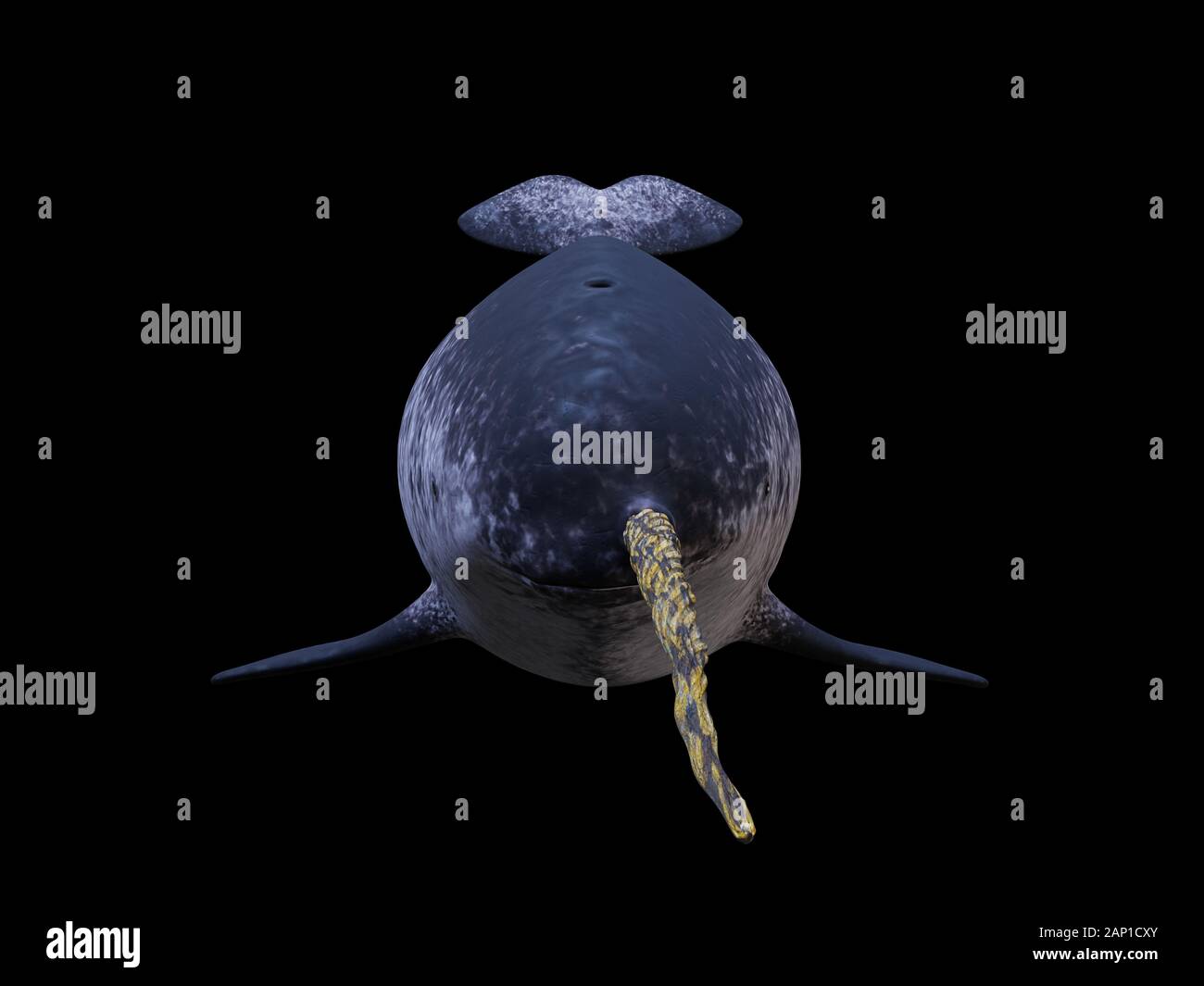 Narwhal, männliche Monodon Camelopardalis, Vorderansicht auf schwarzem Hintergrund Stockfoto
