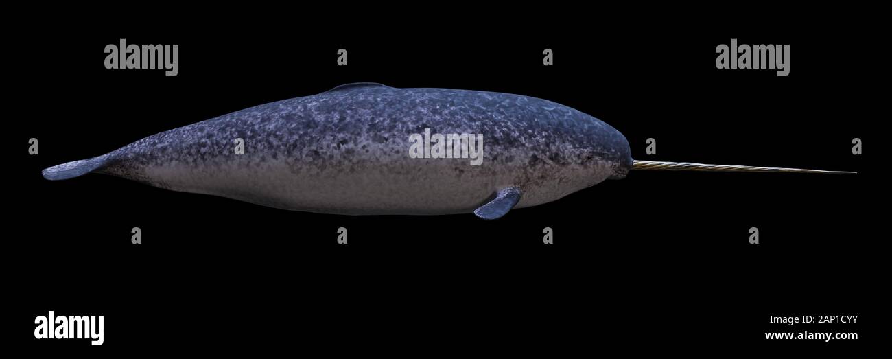 Narwhal, männliche Monodon Camelopardalis, Seitenansicht auf schwarzem Hintergrund Stockfoto