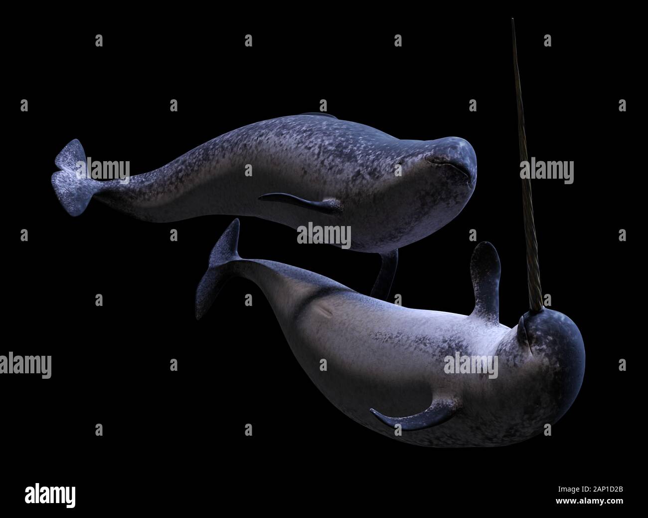 Narwhal Paar, Monodon Camelopardalis auf schwarzem Hintergrund Stockfoto