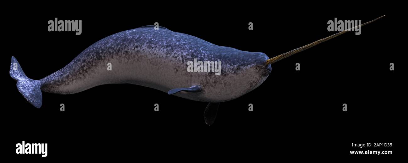 Narwhal, männliche Monodon Camelopardalis auf schwarzem Hintergrund Stockfoto