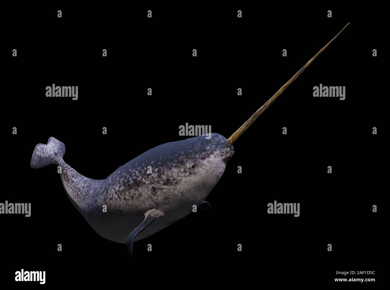 Narwhal, männliche Monodon Camelopardalis auf schwarzem Hintergrund Stockfoto