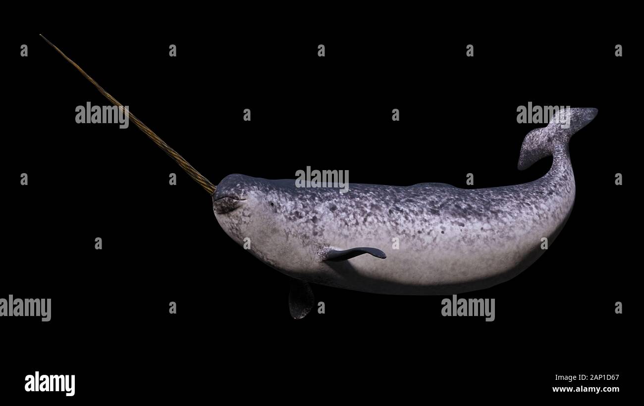Narwhal, Monodon Camelopardalis auf schwarzem Hintergrund Stockfoto