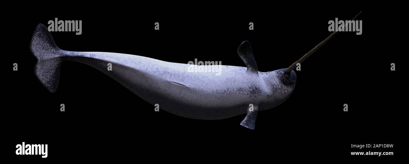 Narwhal, Monodon Camelopardalis auf schwarzem Hintergrund Stockfoto