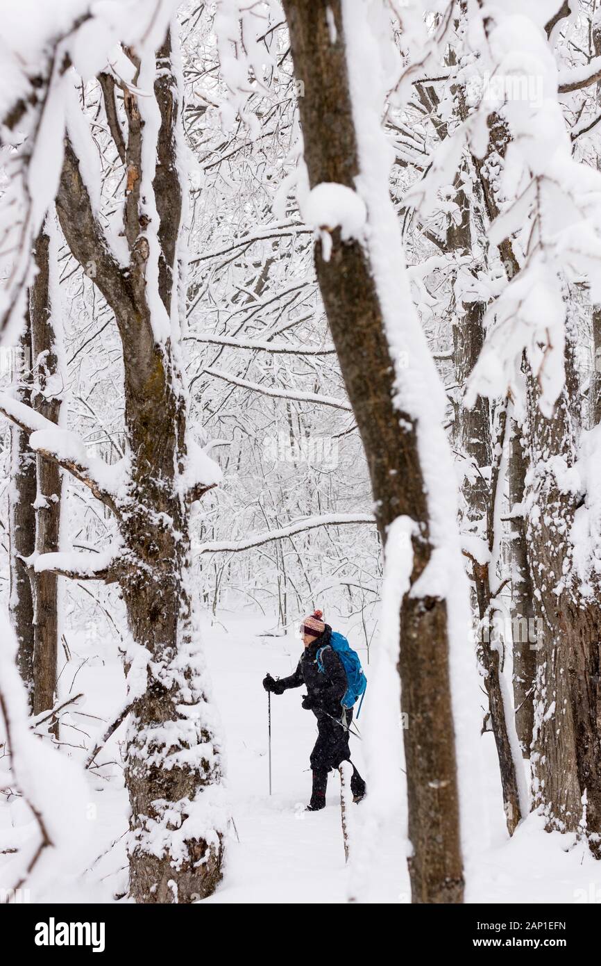 Eine Dame Langlaufski im Wald bei einem Schneesturm in hübschen Fluss Vally Provincial Park, die Blauen Berge, Ontario, Kanada. Stockfoto