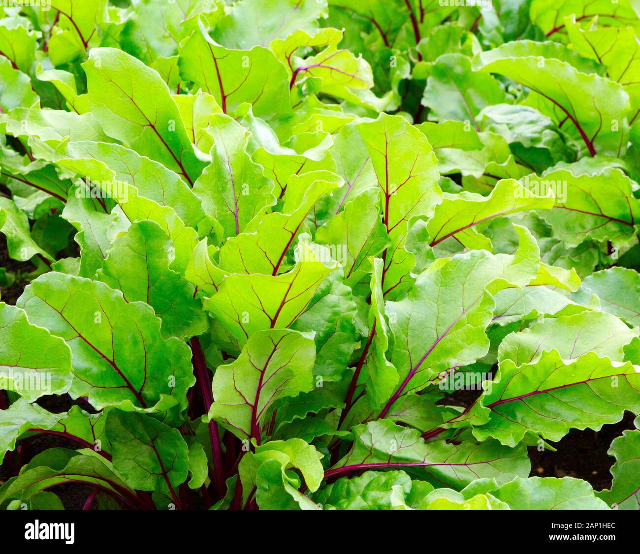 Rübenblätter. Rote Bete, frische Rüben bringen uns den Hintergrund. Rübengrüne Blätter im Feld. Rüben lässt Wachstum in Biobauernhof zurück. Stockfoto