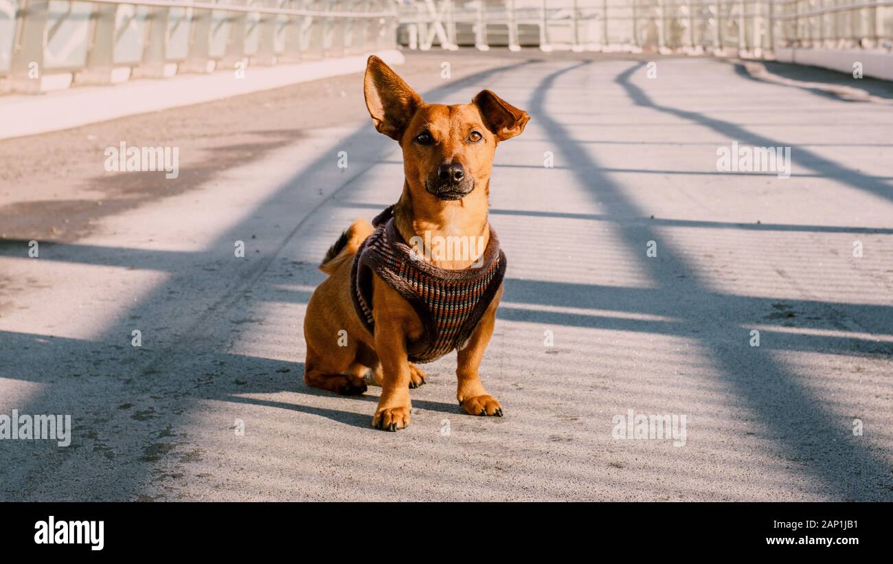 Niedliche Mischling Hund sitzen auf der Straße im Herbst oder Winter. Pet-Aktivität und saisonale Konzept. Stockfoto