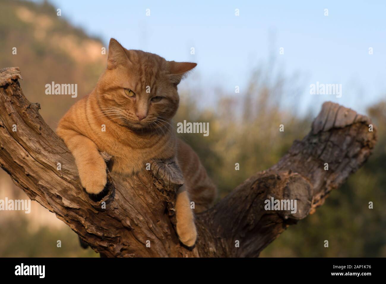 Ginger tabby Katze im Baum Stockfoto