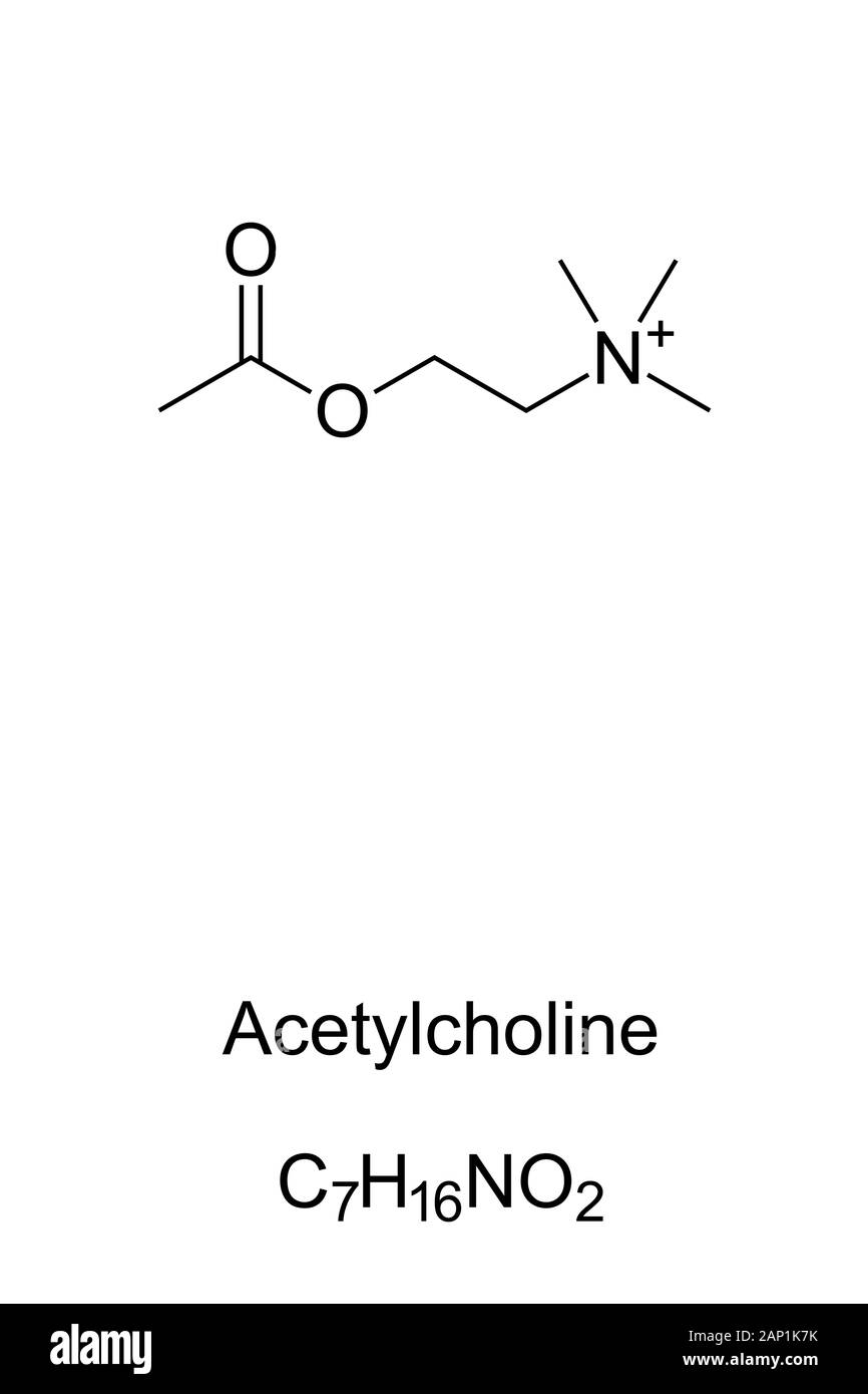 Acetylcholin Molekül, Skelett Formel. Struktur von C7 H16 NO2. Fungiert als Neurotransmitter im Gehirn. Stockfoto