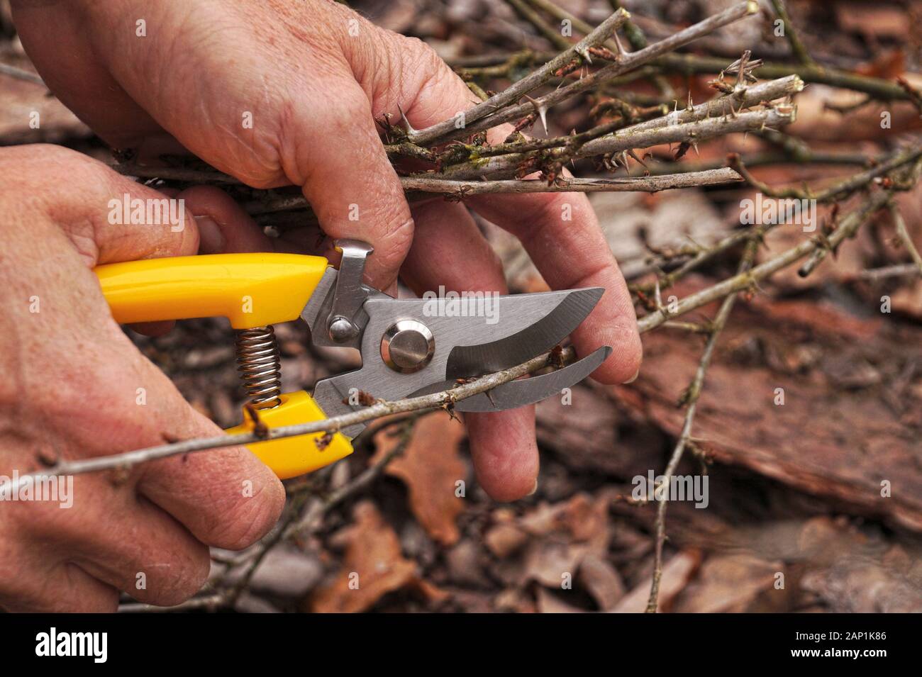 Frühfrühling und Spätherbst sind die Zeit, die Büsche im Garten zu beschneiden. Gelbe Beschneiungsschere in der Hand des Gärtners. Stockfoto