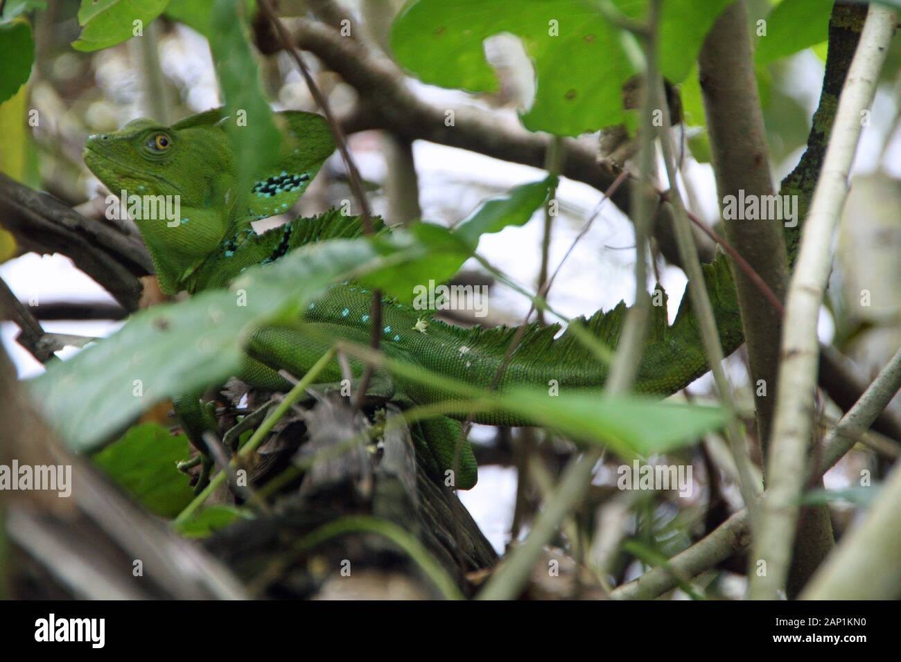 Grüner Leguan versteckt im Wald von Costa Rica Stockfoto