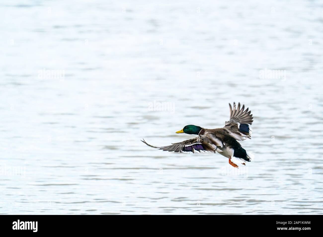 Flying männliche Stockente (Anas platyrhynchos) vorbereiten, auf dem Wasser zu Land Stockfoto