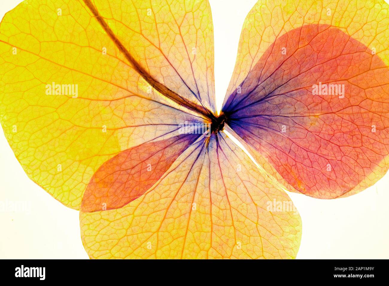 WEICHE PASTELLFARBEN UND BLÜTENBLÄTTER EINER MIKROWELLENGETROCKNETEN GEPRESSTEN BLUME, DIE BLATTADERN VOR EINEM SCHLICHTEN WEISSEN HINTERGRUND ZEIGT - KÜNSTLERISCHES VERDIENST Stockfoto