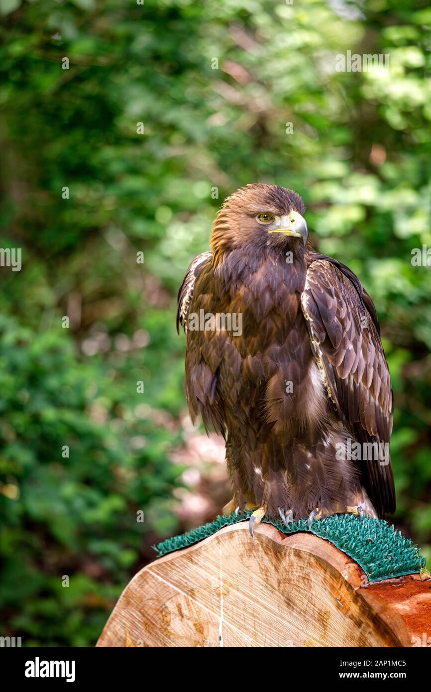 Golden Eagle, einer der bekanntesten grossen Greifvogel mit reichen braunes Gefieder, sitzen auf einer Stange Stockfoto