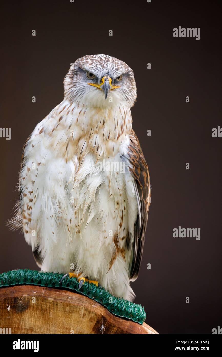 Ferruginöser Falke oder Königshawk, ein großer Greifvogel mit eisernem Rostfarbengefiederer, der auf einem Barsch sitzt Stockfoto
