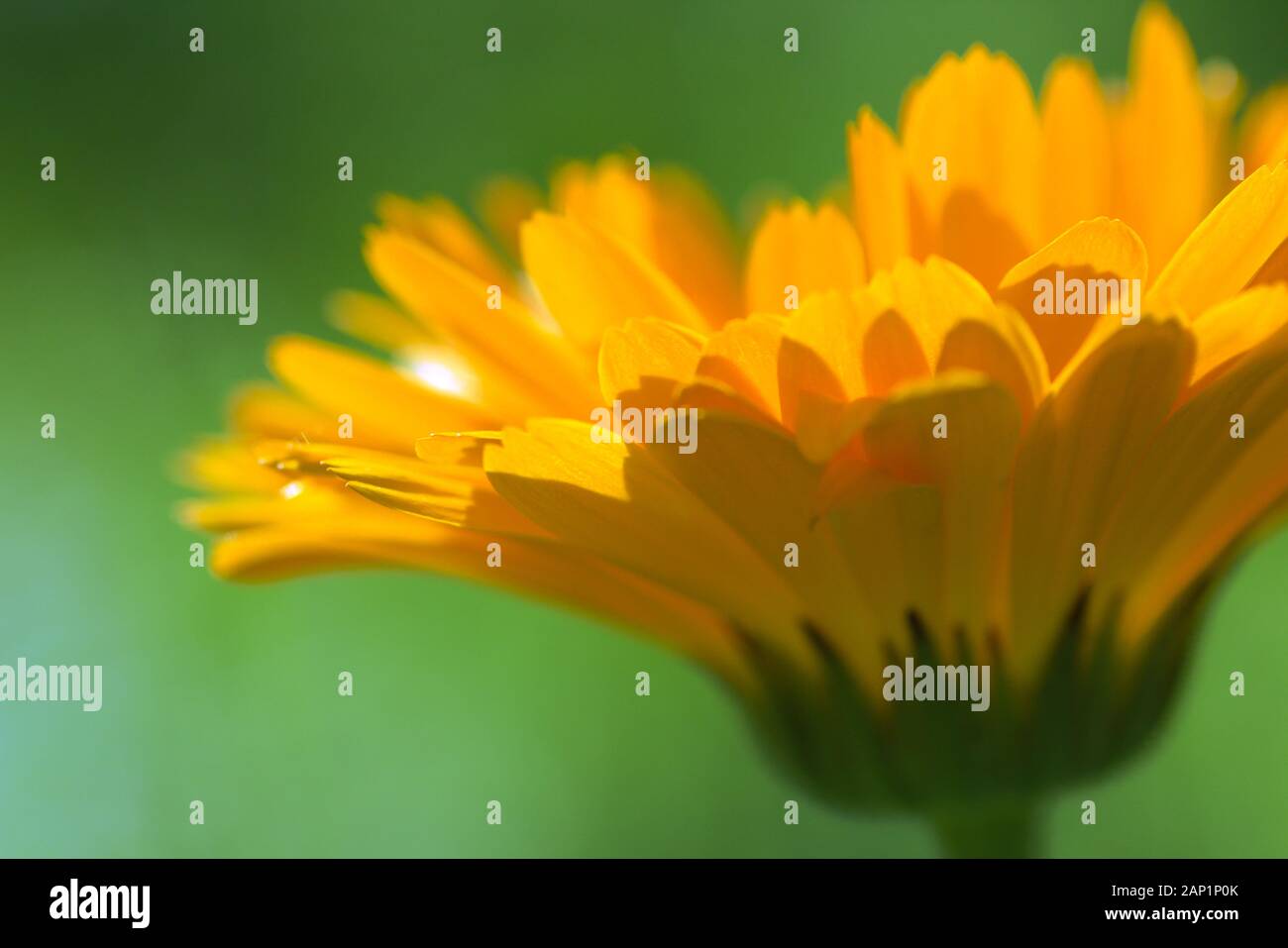 Orangefarbene Blumenblätter schließen sich von Calendula officinalis an Stockfoto