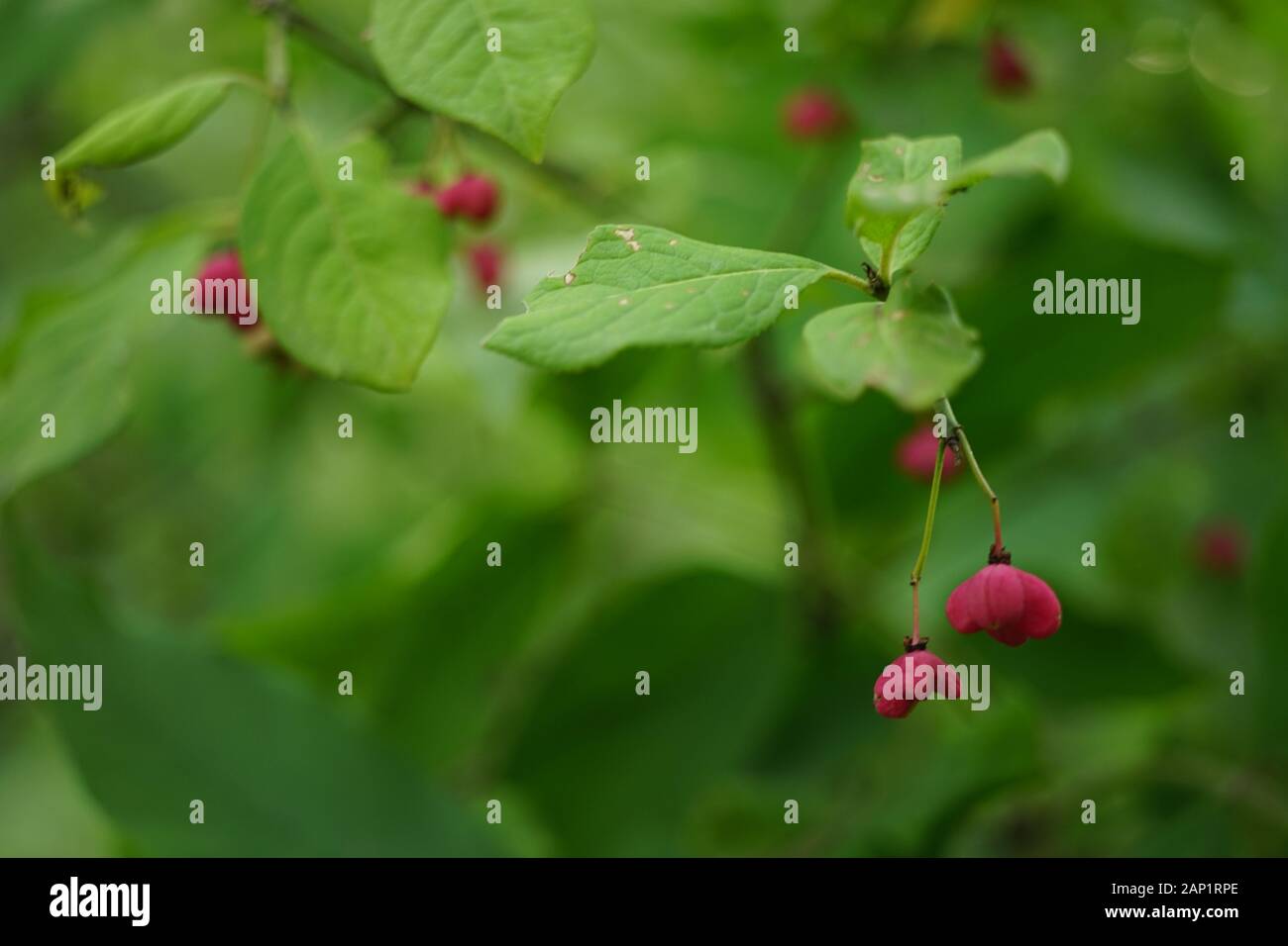 Rosa Beeren auf einem Busch mit grünen Blättern. Stockfoto