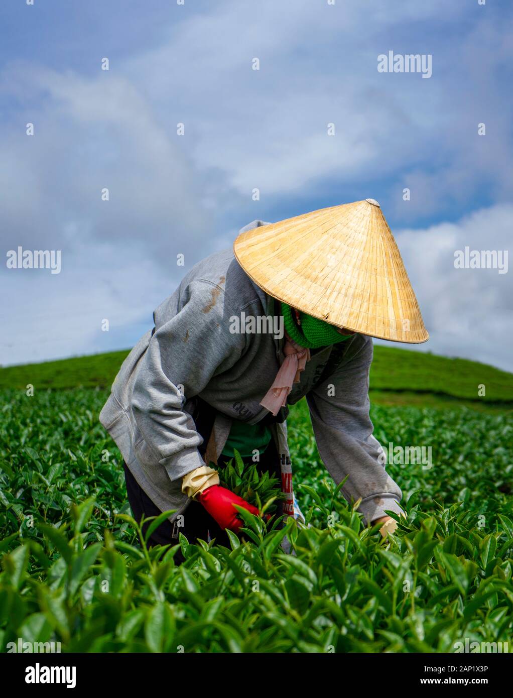 Arbeiter im Arbeiterkostüm, kegelförmiger Hut, der Tee auf dem Teehügel Cau Dat (Cau Dat Farm) in Dalat, Vietnam, erntet Stockfoto
