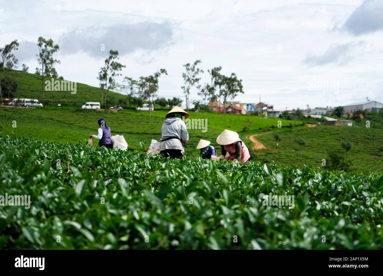 Arbeiter in Arbeiterkostüm, kegelförmige Huternte, die Tee auf dem Cau Dat Teehügel (Cau Dat Farm) in Dalat, Vietnam ernten Stockfoto