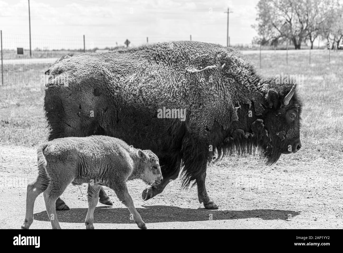 Buffalo Herd im Rocky Mountain Arsenal National Wildlife Refuge, Colorado. (Wissenschaftlicher Name: Bison Bison) Stockfoto