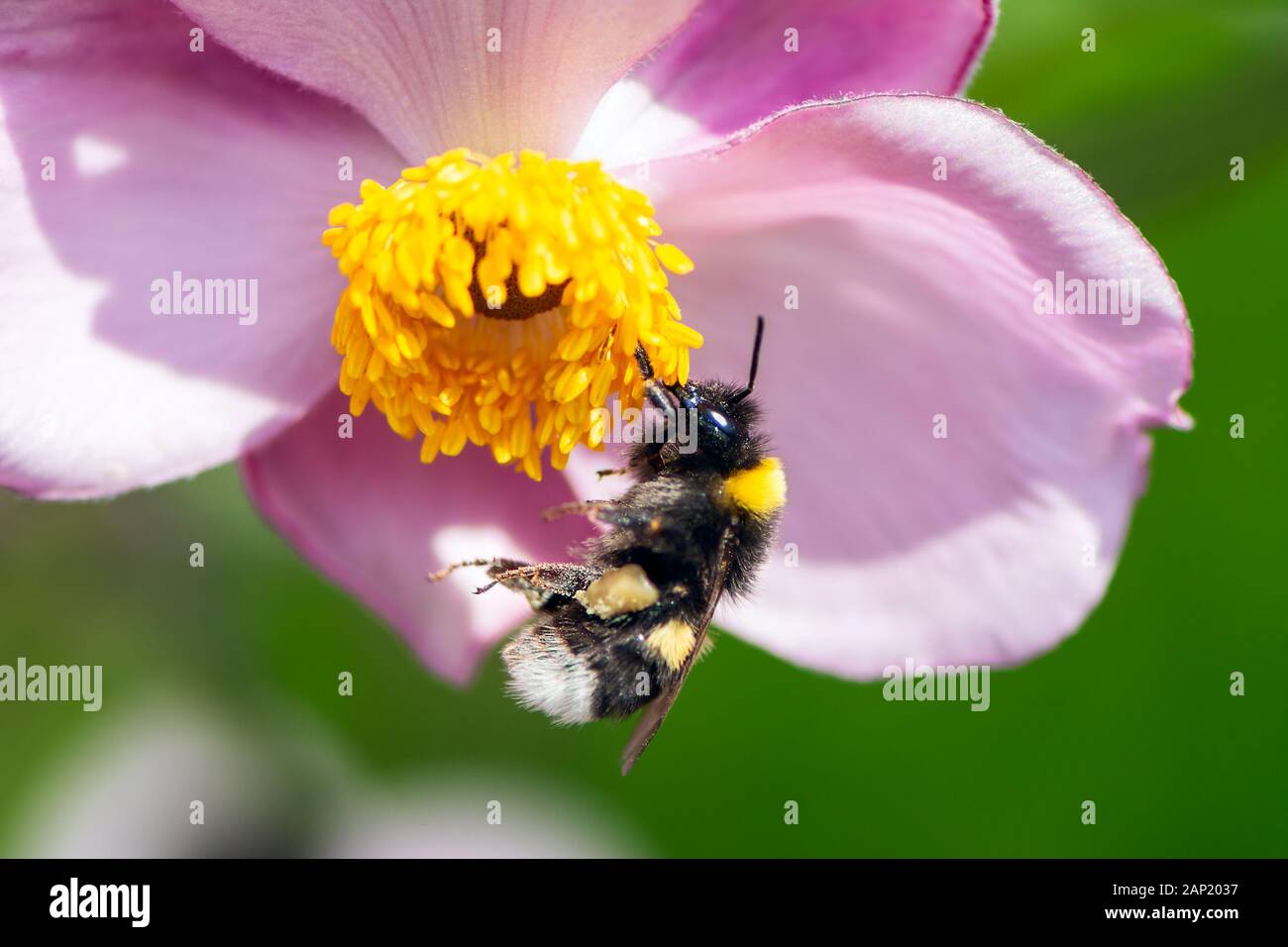 Makro einer Hummel Nektar sammeln in einem rosa Blüte Stockfoto