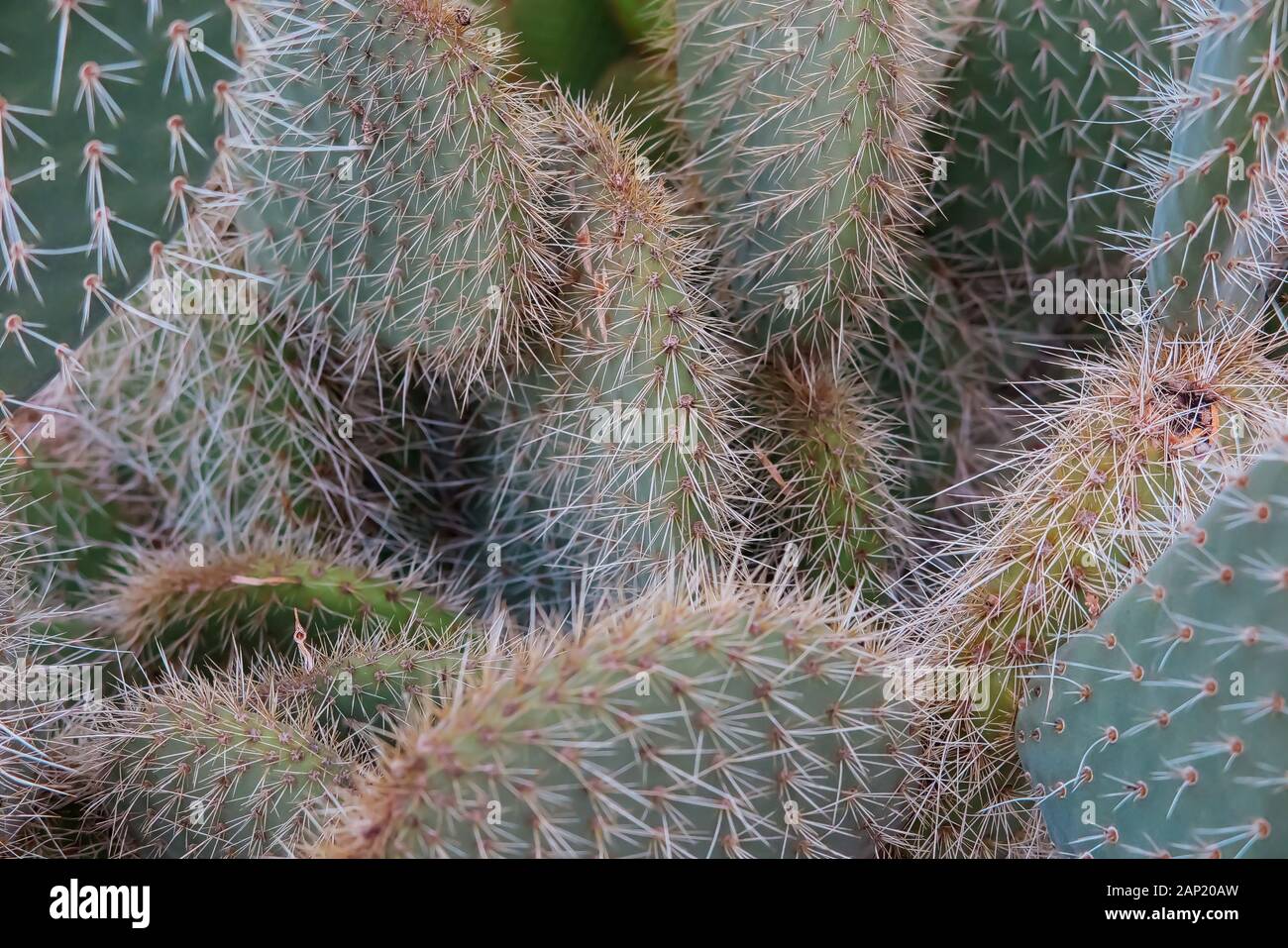 Full Frame in der Nähe von Kaktus Blätter mit scharfen Spitzen (Opuntia leucotricha) Stockfoto