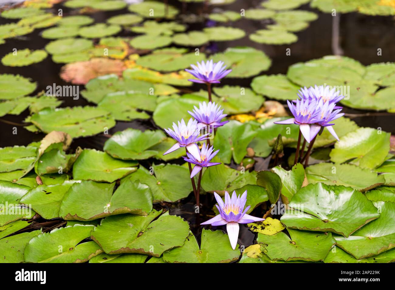 Blühende violette Seerose im Teich. Wasserpflanzen im botanischen Garten. Nenuphar, nymphaea oder blaue lotosblüten Stockfoto